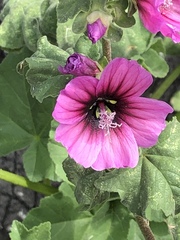 Malva arborea