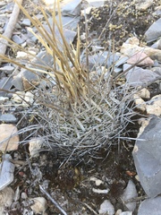 Echinofossulocactus lloydii