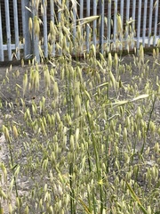 Avena fatua