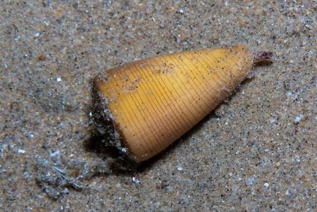 Oak cone