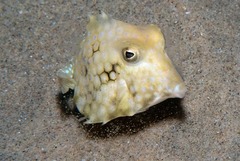 Triangular Boxfish photo 1