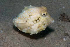 Triangular Boxfish photo 3