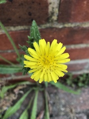 Helminthotheca echioides