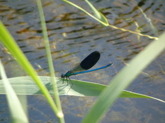 Calopteryx splendens