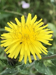 Helminthotheca echioides