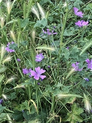 Malva sylvestris