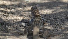 Aspidoscelis stictogrammus