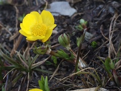 Ranunculus eschscholtzii oxynotus