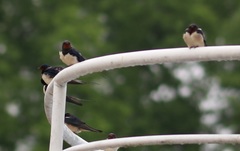 Hirundo rustica