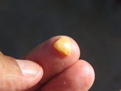 Anomalocardia flexuosa