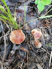Gymnopus ocior