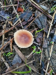 Gymnopus ocior