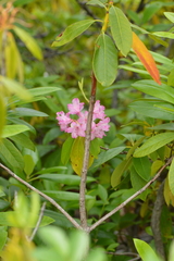 Rhododendron macrophyllum