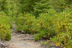Rhododendron macrophyllum