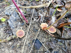 Gymnopus ocior