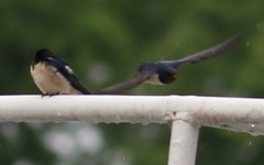 Hirundo rustica