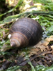 Littorina littorea