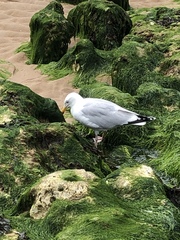 Larus argentatus