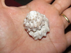 Lithopoma tectum