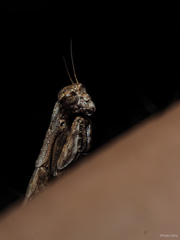 Geomantis larvoides
