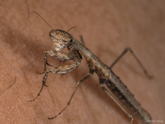 Geomantis larvoides