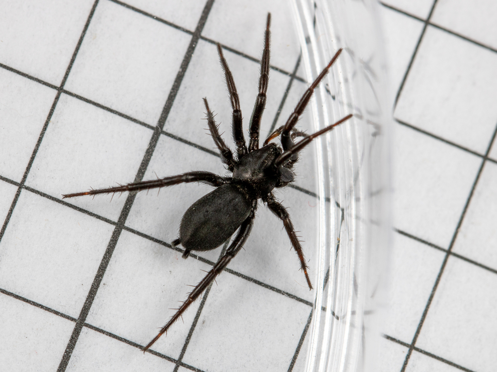 Zelotes atrocaeruleus