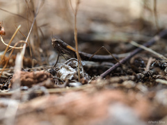 Geomantis larvoides