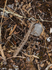 Geomantis larvoides