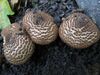 Warty Dapperling - Photo (c) peter_csonka, some rights reserved (CC BY-NC)
