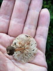 Gymnopus ocior