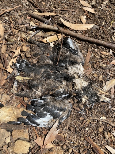Black Sparrowhawk (Astur melanoleucus), photo 5