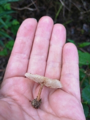 Gymnopus ocior