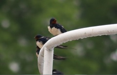 Hirundo rustica