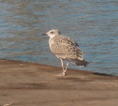 Larus michahellis
