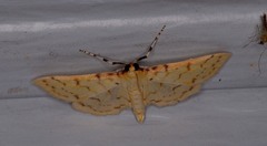 Polygrammodes flavidalis