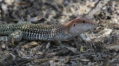 Aspidoscelis stictogrammus