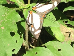 Thisbe lycorias