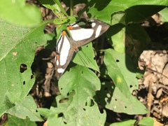 Thisbe lycorias