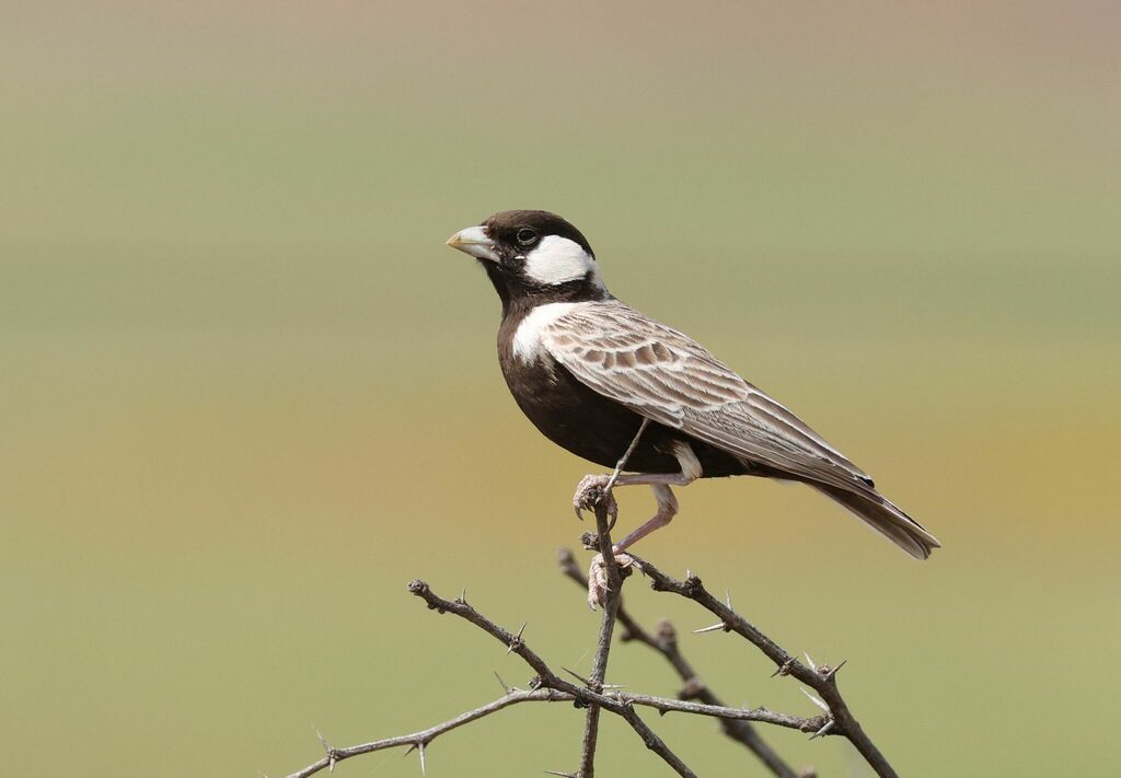Gray-backed Sparrow-Lark (Eremopterix verticalis) photo