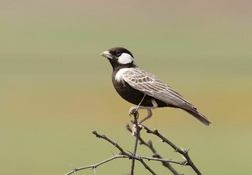 Grey-backed Sparrow-Lark