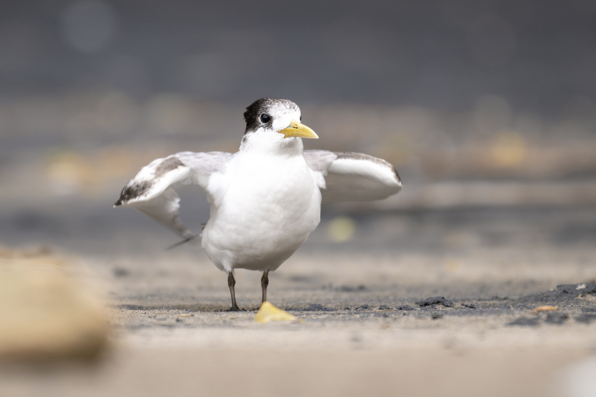 Great Crested Tern (Thalasseus bergii)