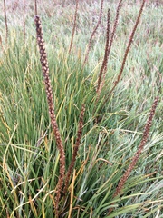 Triglochin concinna concinna