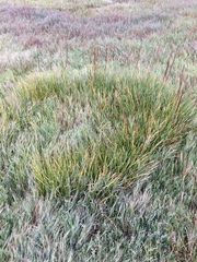 Triglochin concinna concinna