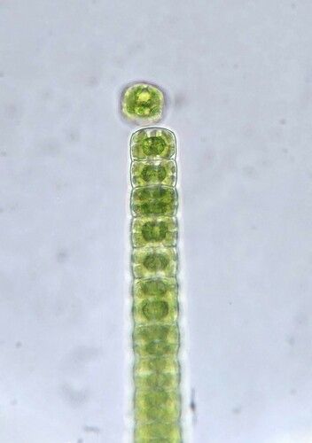 Hyalotheca dissiliens var. dissiliens