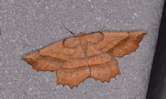 Euchlaena johnsonaria