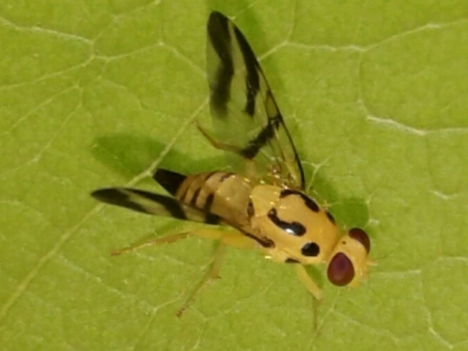 Tritaeniopteron