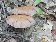 Cortinarius torvus