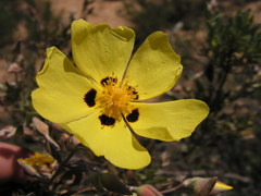 Cistus halimifolius