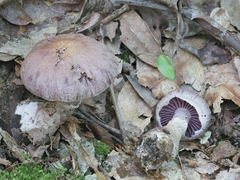 Cortinarius torvus