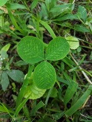 Trifolium stoloniferum